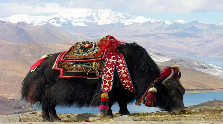 Yak al pascolo